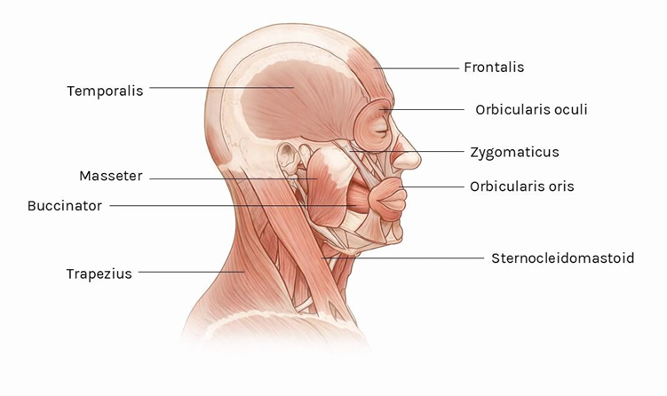 purentalihakset: masseter ja temporalis